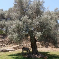 Old Olive
